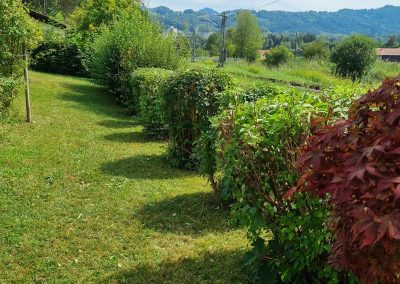 Hecke schneiden mit Weitblick