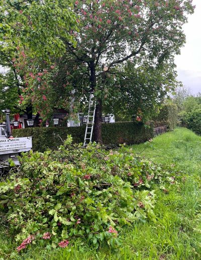 Ast- und Kronenschnitt im Garten